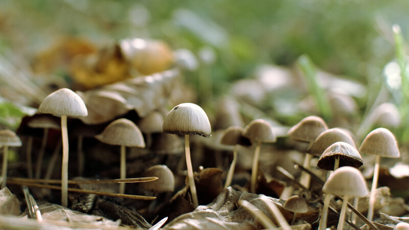 Mushroom_0209.jpg