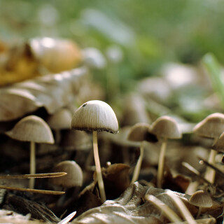 Mushroom_0209