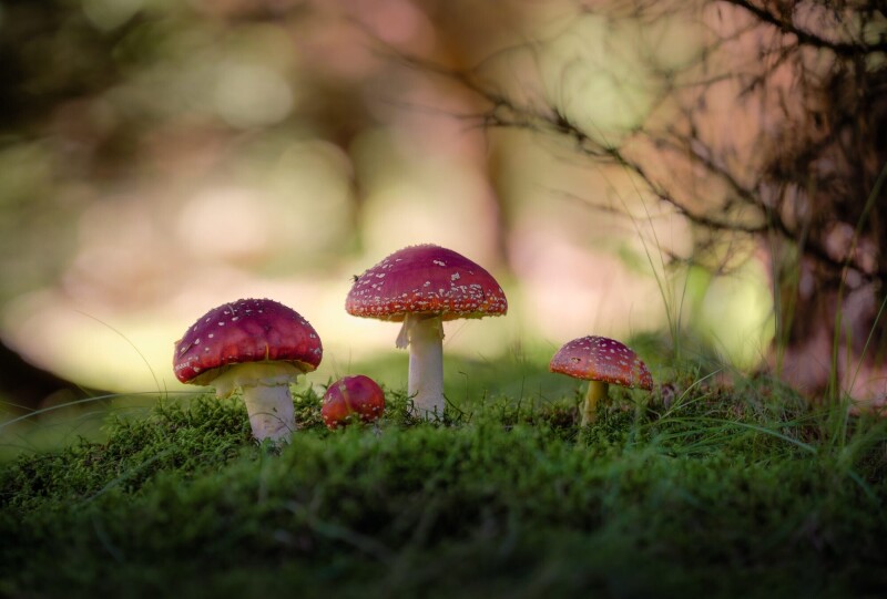 Mushroom_0255.jpg