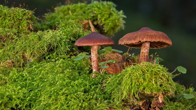 Mushroom_0259.jpg