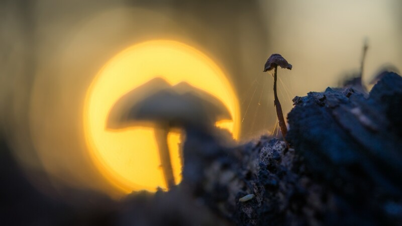Mushroom_0272.jpg