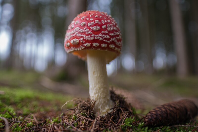 Mushroom_0276.jpg