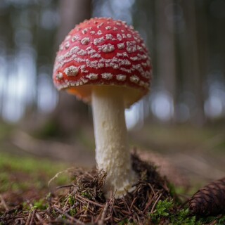 Mushroom_0276