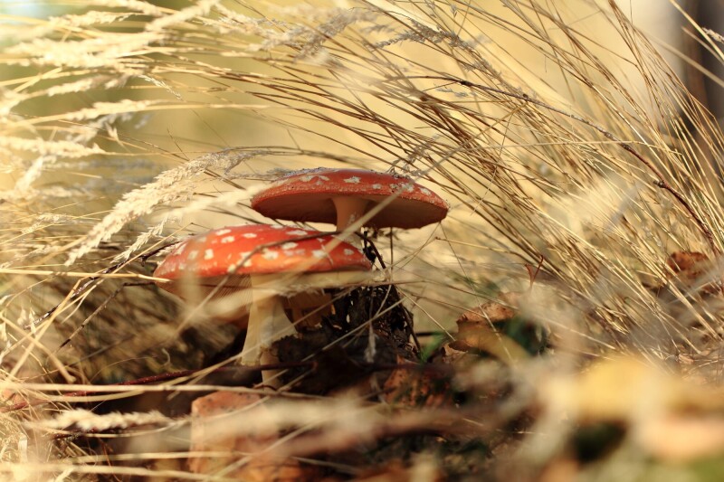 Mushroom_0281.jpg