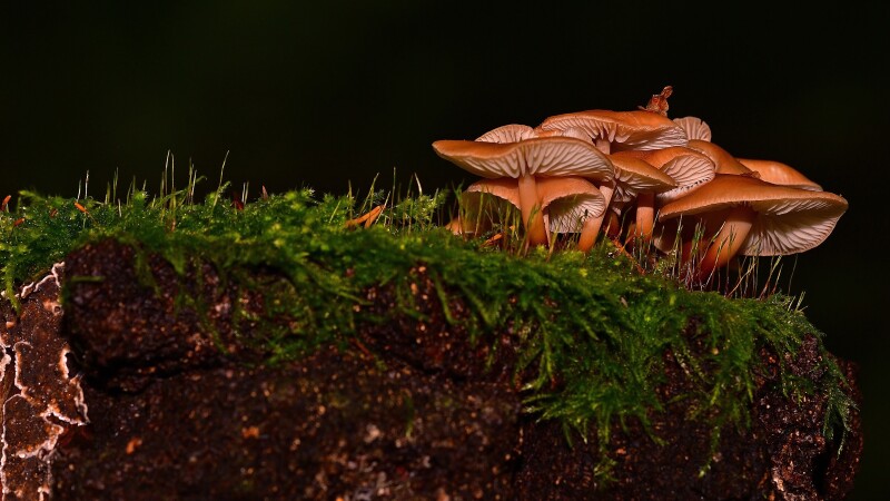 Mushroom_0282.jpg