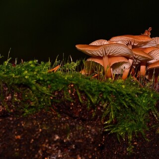Mushroom_0282