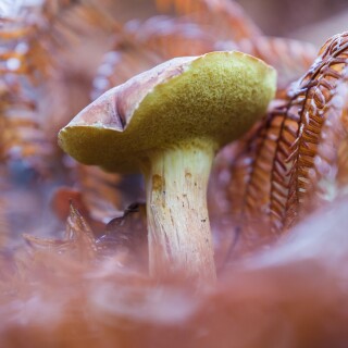 Mushroom_0334