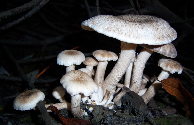 Mushroom_0349.jpg