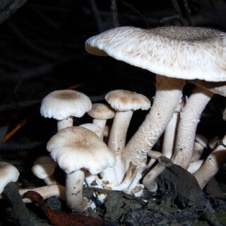 Mushroom_0349