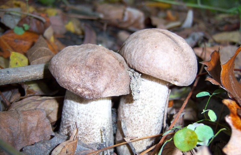 Mushroom_0350.jpg
