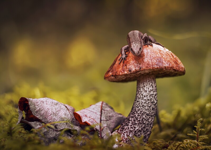 Mushroom_0364.jpg