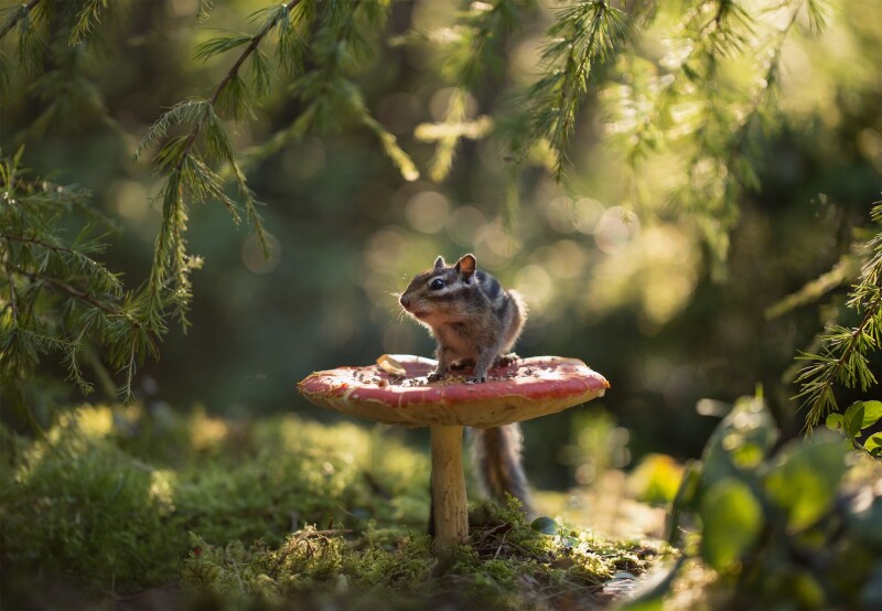 Mushroom_0390.jpg