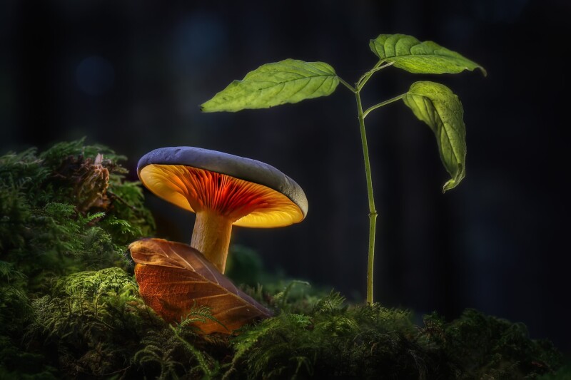 Mushroom_0413.jpg