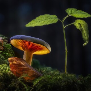 Mushroom_0413