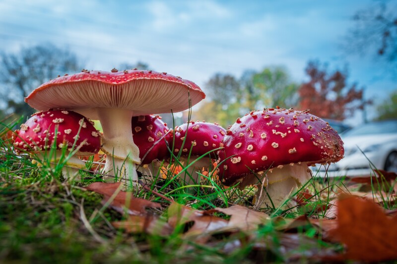 Mushroom_0420.jpg