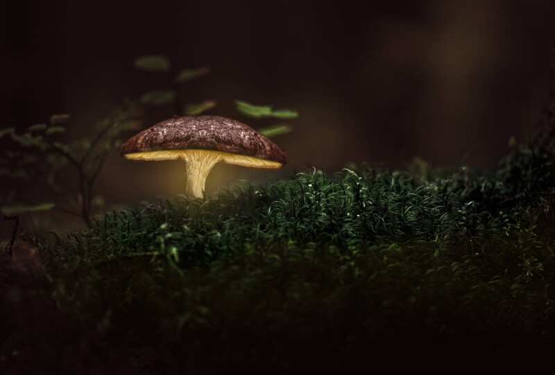 Mushroom_0422.jpg