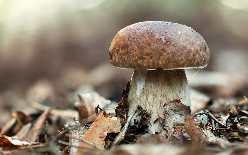 Mushroom_0425.jpg