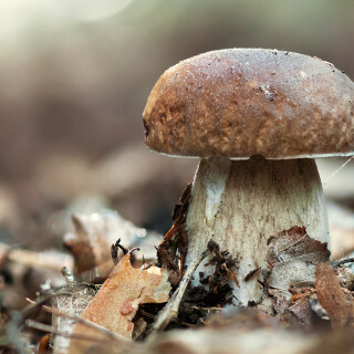 Mushroom_0425