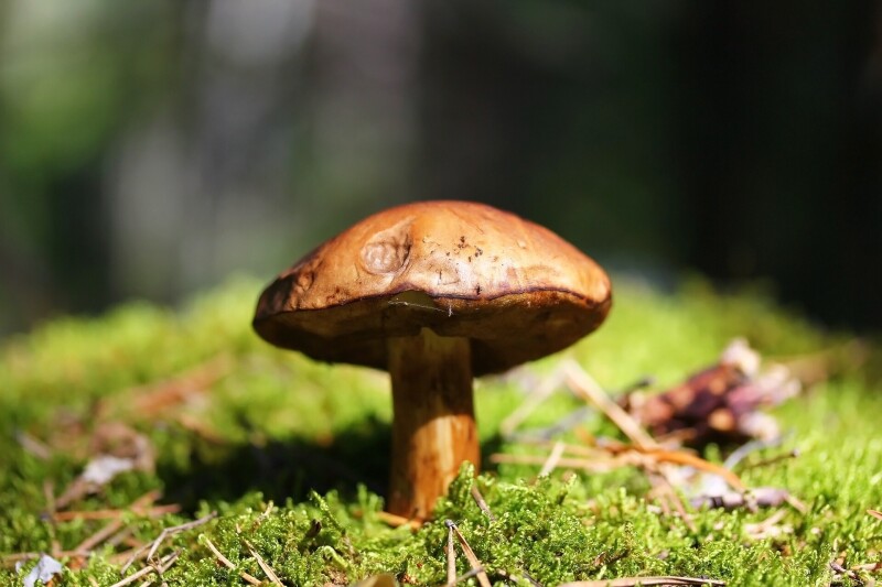Mushroom_0429.jpg