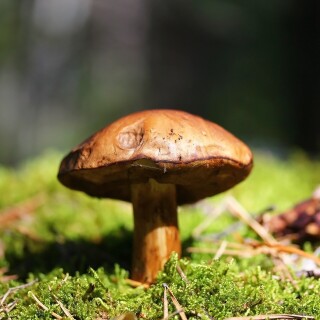 Mushroom_0429