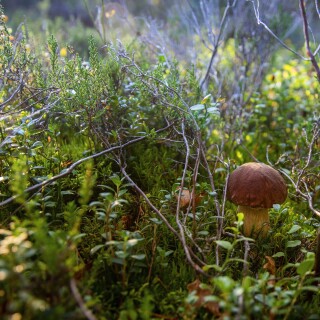 Mushroom_0439