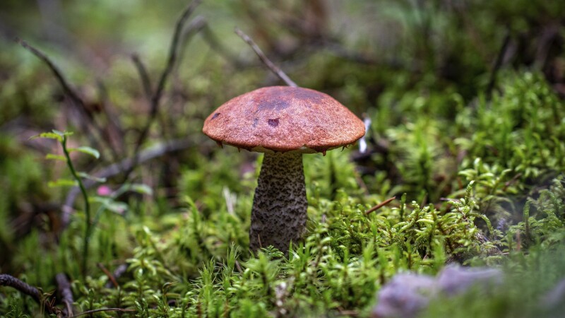 Mushroom_0440.jpg