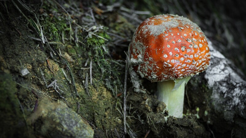 Mushroom_0441.jpg