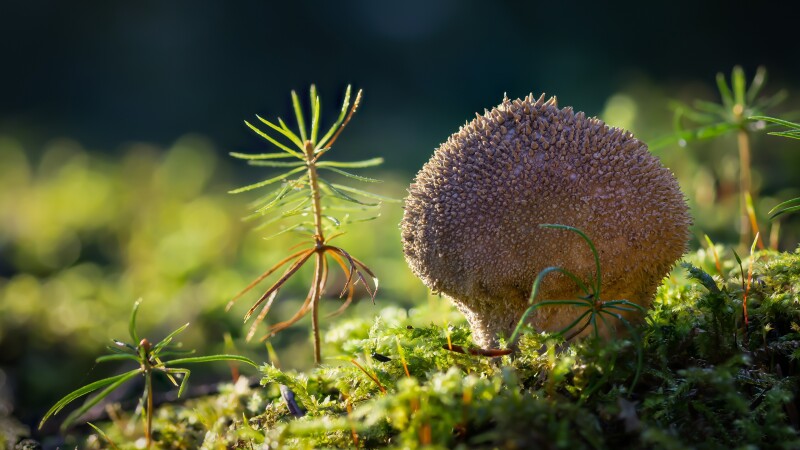 Mushroom_0442.jpg