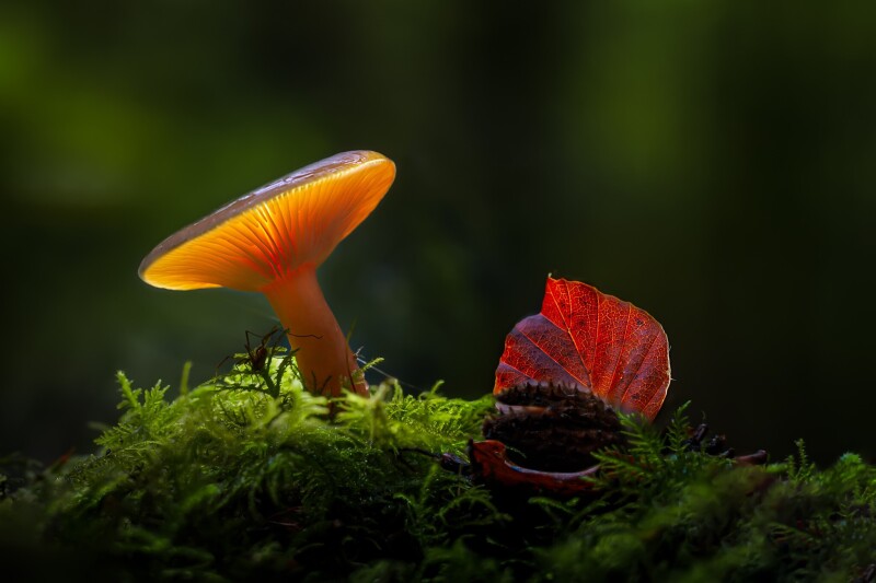 Mushroom_0444.jpg