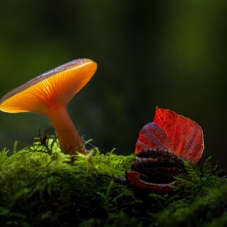 Mushroom_0444