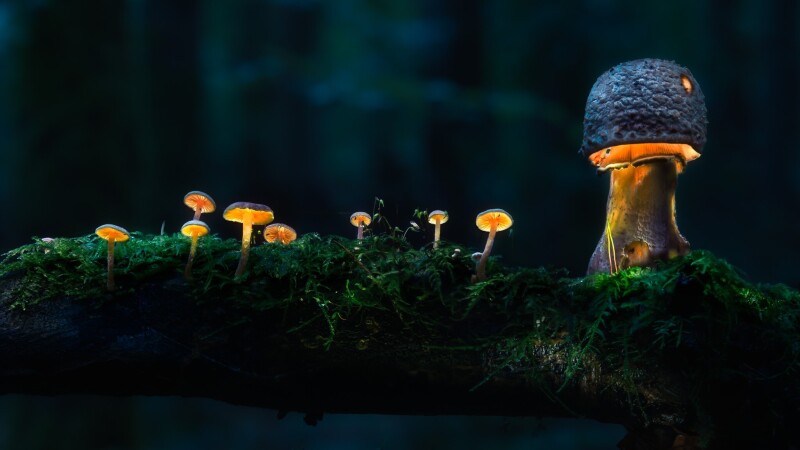 Mushroom_0445.jpg