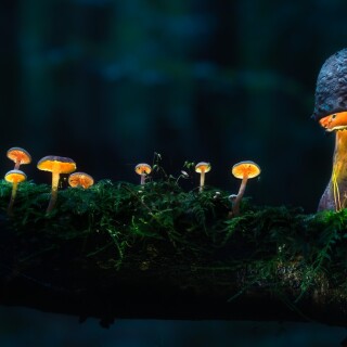 Mushroom_0445