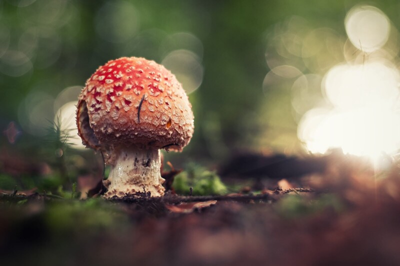 Mushroom_0447.jpg