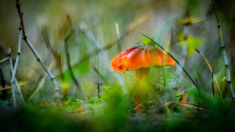 Mushroom_0455.jpg