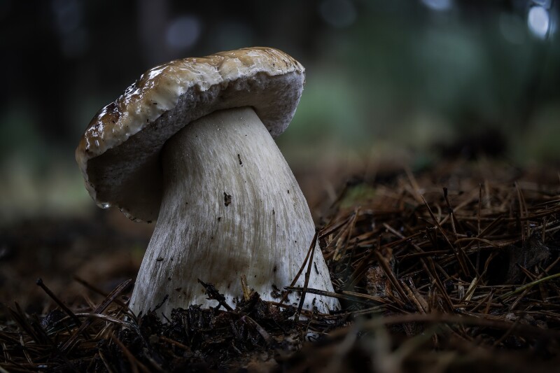 Mushroom_0459.jpg