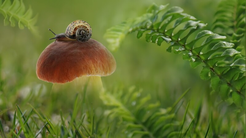 Mushroom_0462.jpg