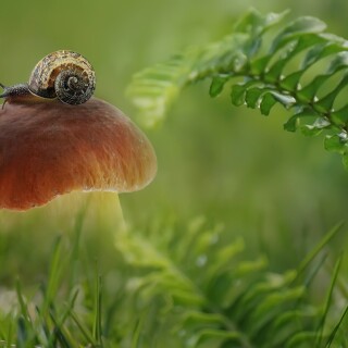 Mushroom_0462