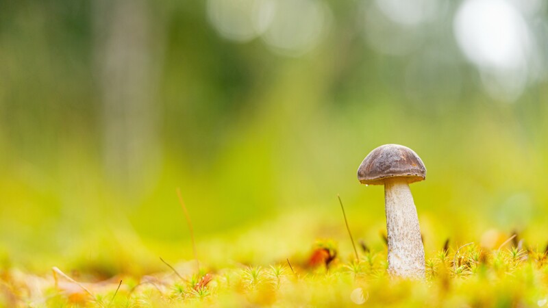 Mushroom_0465.jpg