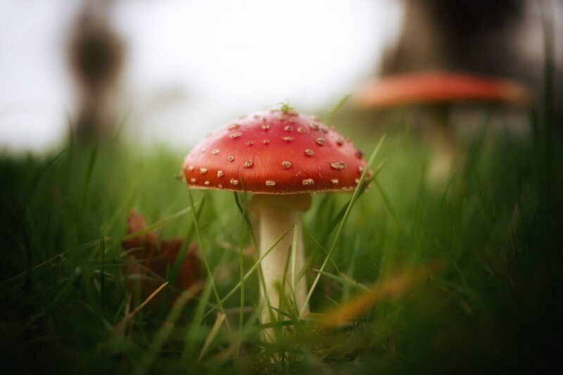 Mushroom_0466.jpg