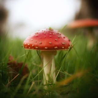 Mushroom_0466