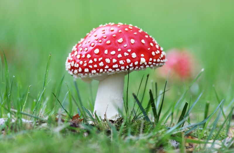 Mushroom_0468.jpg