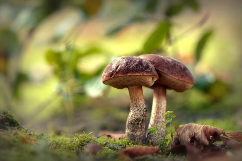 Mushroom_0475.jpg