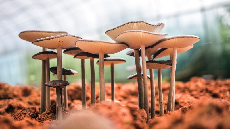 Mushroom_0477.jpg