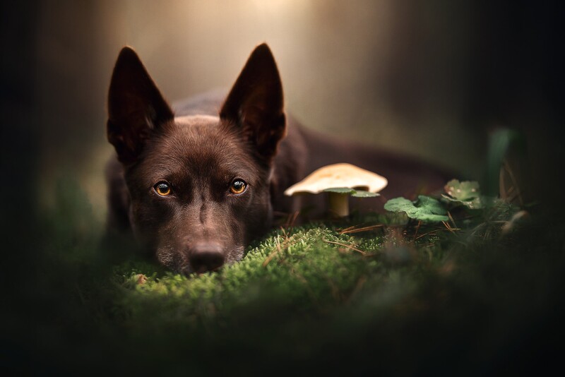Mushroom_0484.jpg