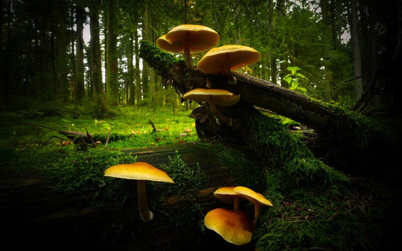 Mushroom_0499.jpg
