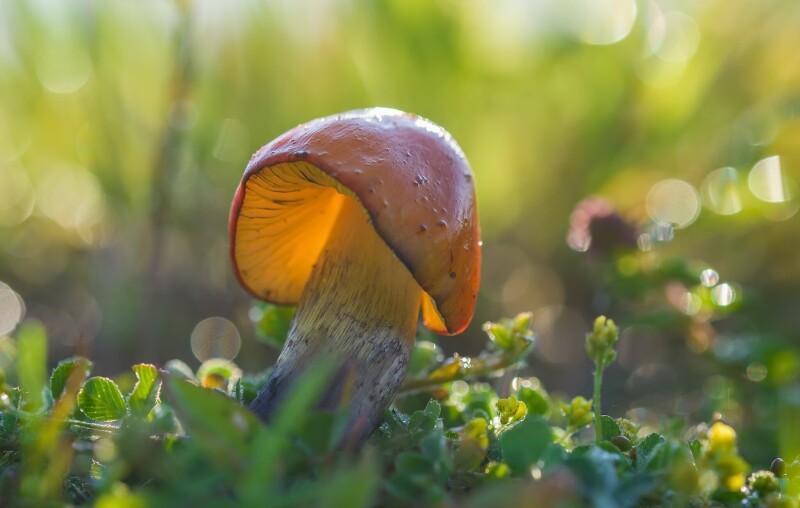 Mushroom_0500.jpg