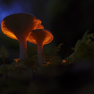 Mushroom_0510