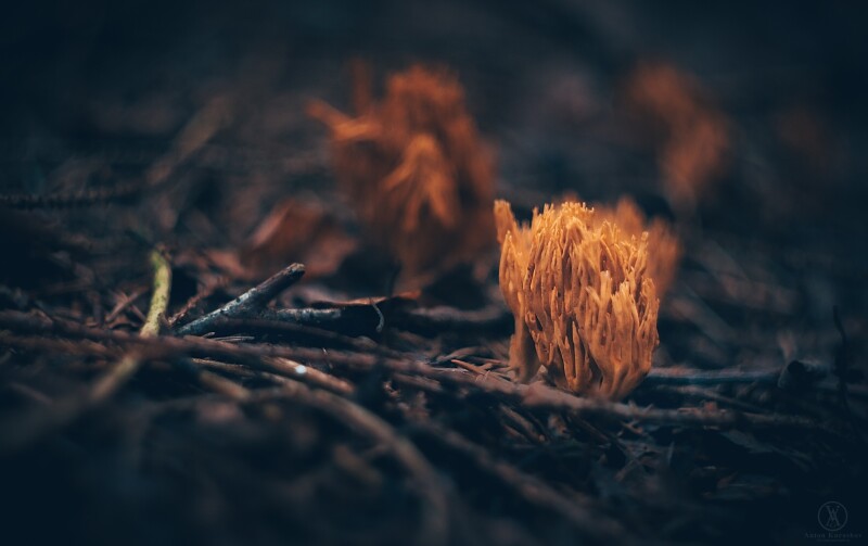 Mushroom_0515.jpg