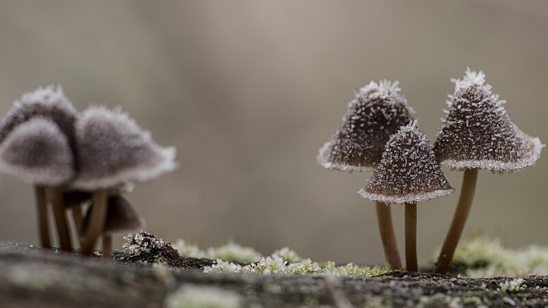 Mushroom_0516.jpg