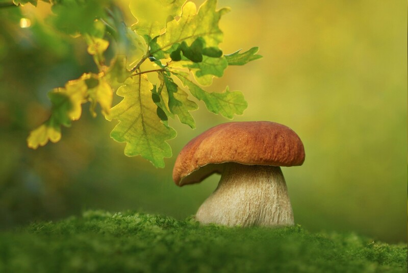 Mushroom_0517.jpg